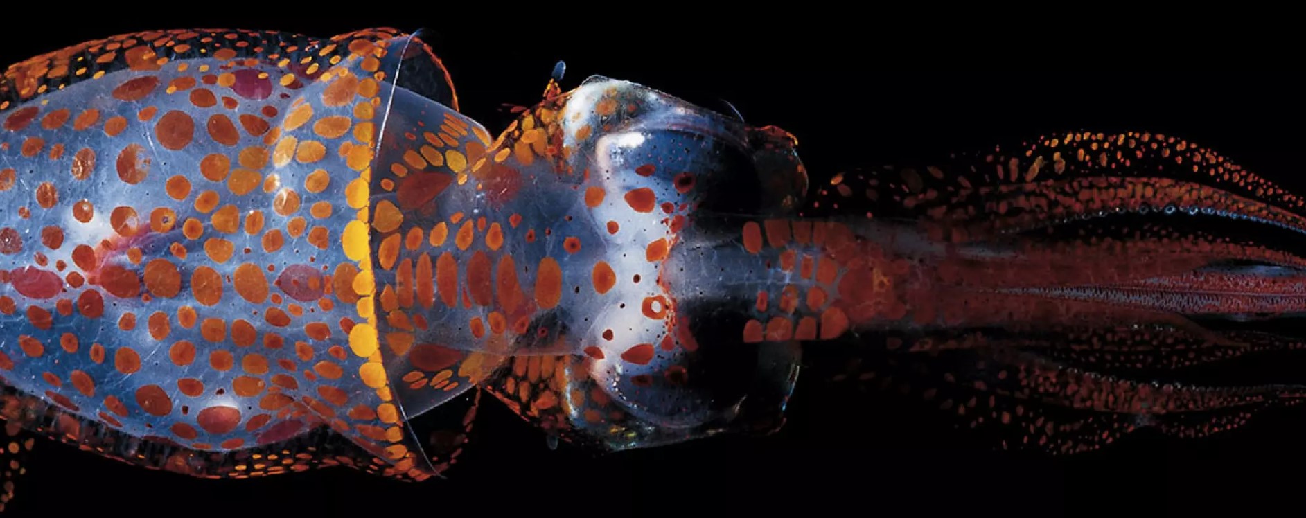 « Abysse » au muséum national d’Histoire naturelle