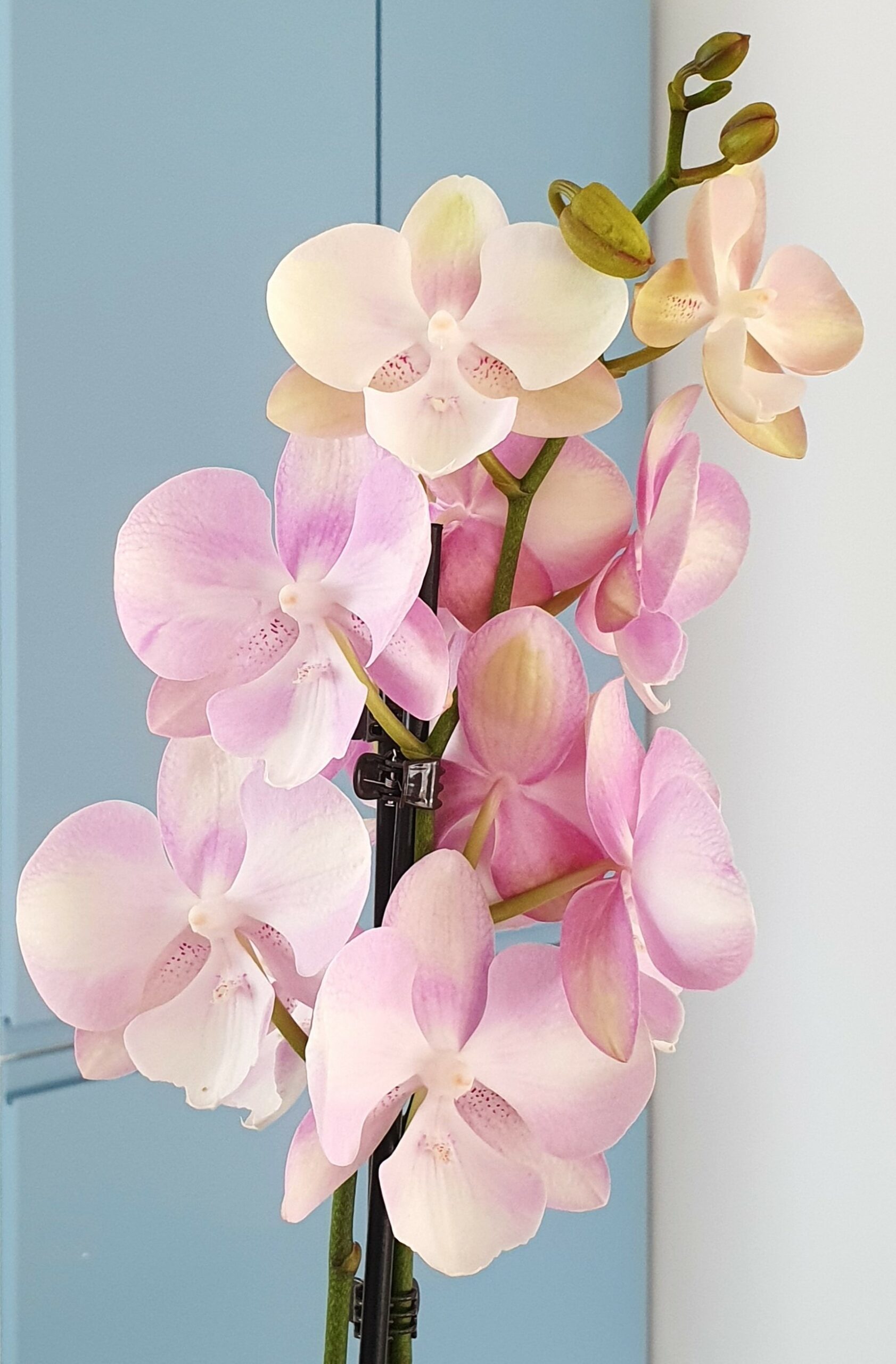 Orchidée d&rsquo;été